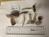 Mycena pura image