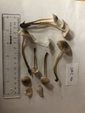 Mycena inclinata image