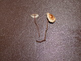 Crinipellis scabella image