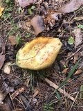Suillus americanus image