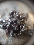 Tremella boraborensis image
