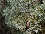 Parmotrema xanthinum image
