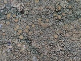 Lecanora pseudistera image