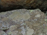 Lecanora pseudistera image