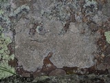 Lecanora pseudistera image