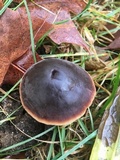 Macrocystidia cucumis image