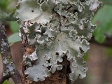 Parmotrema austrosinense image