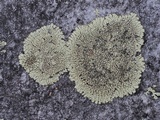 Dimelaena oreina image