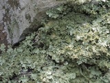 Parmotrema xanthinum image