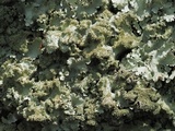 Parmotrema xanthinum image