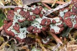 Cladonia cariosa image