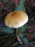 Hypholoma capnoides image