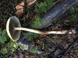 Hypholoma capnoides image