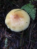 Hypholoma capnoides image