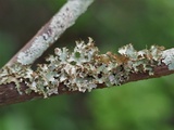 Tuckermanopsis ciliaris image