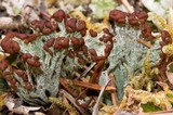 Cladonia cariosa image