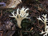 Clavulina coralloides image
