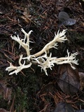 Clavulina coralloides image