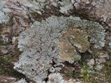 Pyxine sorediata image