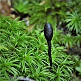 Trichoglossum hirsutum image