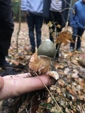Phallus ravenelii image