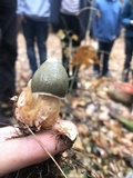 Phallus ravenelii image