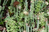 Cladonia ecmocyna subsp. ecmocyna image