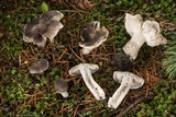 Tricholoma terreum image