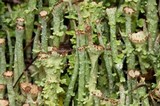 Cladonia ecmocyna subsp. ecmocyna image