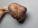 Inocybe pusio image