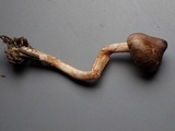 Inocybe pusio image