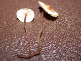 Crinipellis scabella image