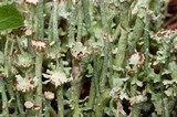 Cladonia ecmocyna subsp. ecmocyna image