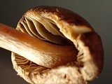 Inocybe pusio image