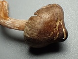 Inocybe pusio image