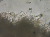 Inocybe pusio image