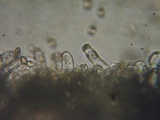 Inocybe pusio image