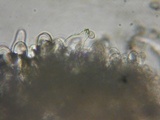 Inocybe pusio image