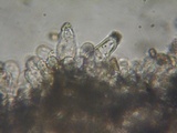 Inocybe pusio image