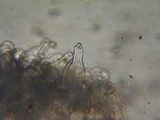 Inocybe pusio image