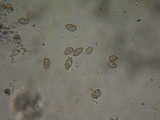 Inocybe pusio image