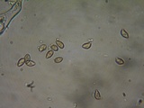 Inocybe pusio image