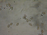Inocybe pusio image