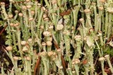 Cladonia ecmocyna subsp. ecmocyna image