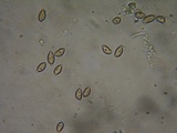 Inocybe pusio image