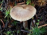 Inocybe flocculosa image