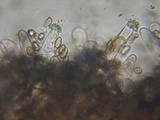 Inocybe flocculosa image