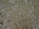 Inocybe flocculosa image