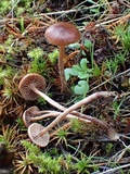 Psilocybe montana image