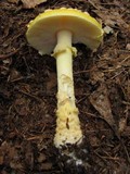 Amanita amerimuscaria image